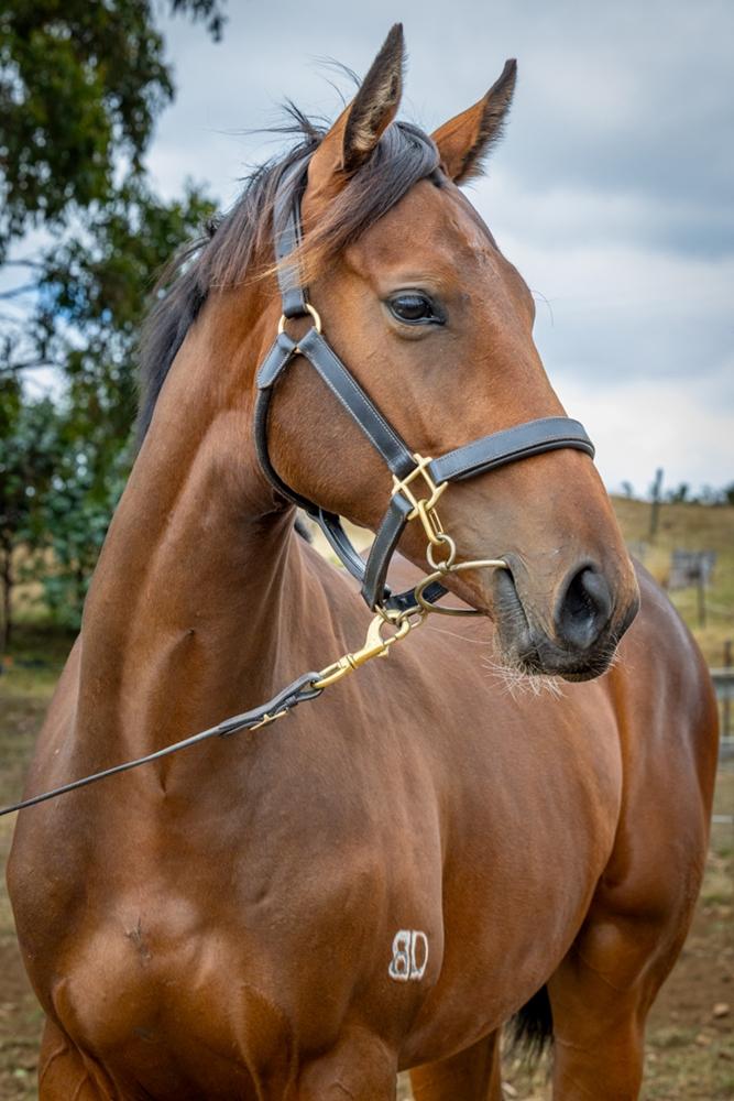 Needs Further x Cinderella Miss