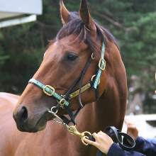 Doubtland Diva