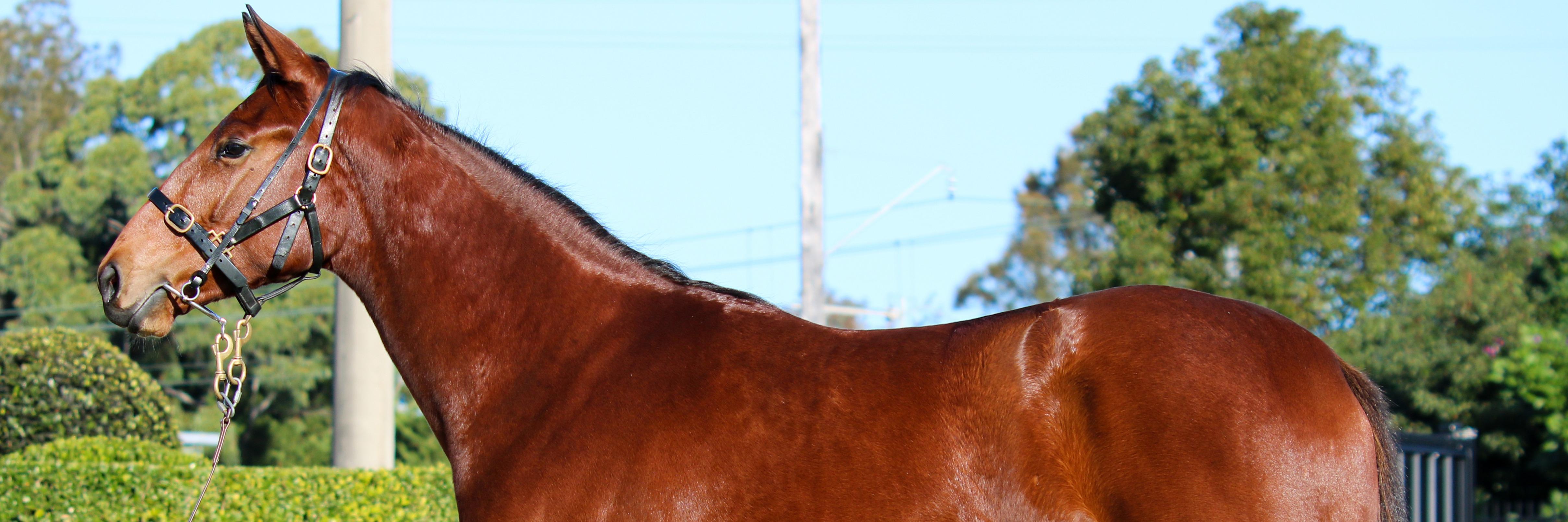 Australian Horse Trainer Kristen Buchanan Buchanan Racing