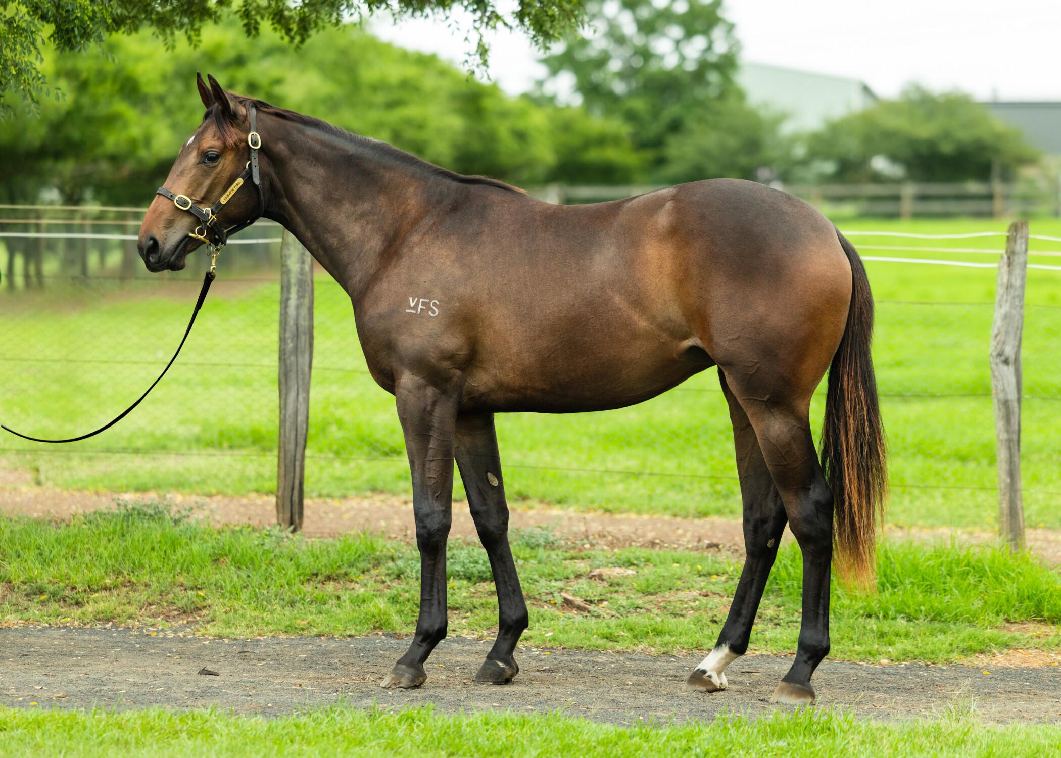 Hanseatic / Prism Filly