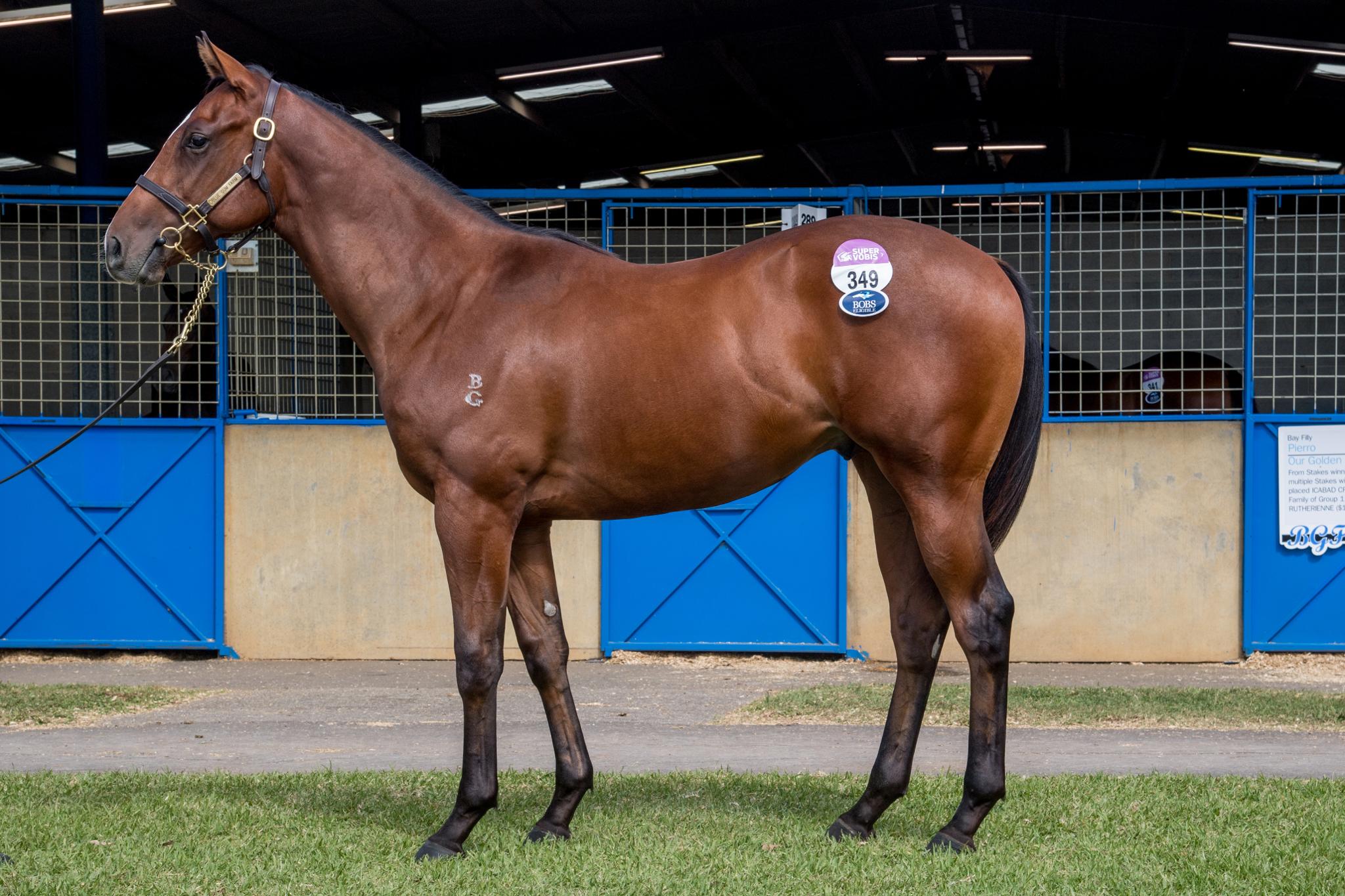 Horses Available First Light Racing Group 1 winning racehorse