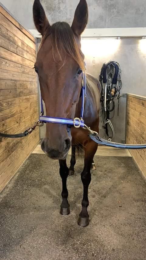 Racing Team Barry Purdon Scott Phelan Racing Stables