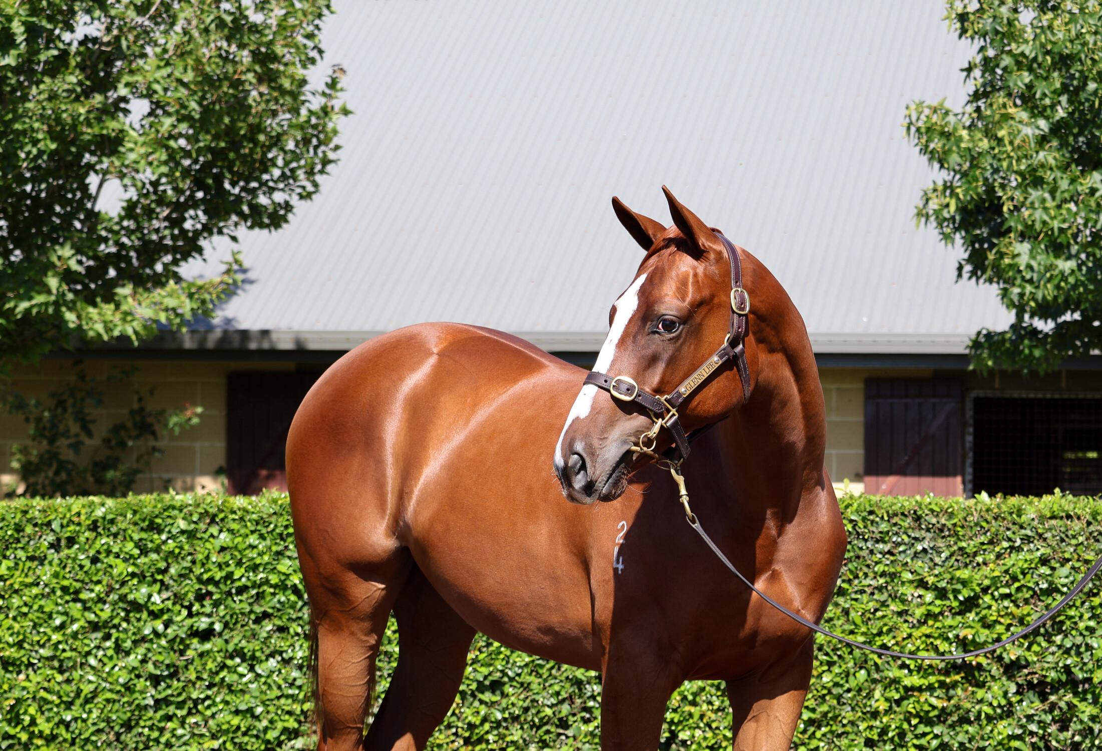 Pinatubo x Foxy Touch