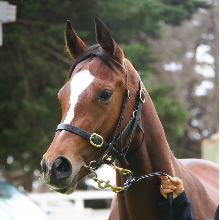 Russian Camelot - Pirellina Filly