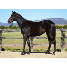 Kermadec / Cat Woman Filly