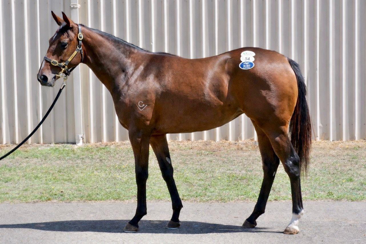 Tiger Of Malay x Super League